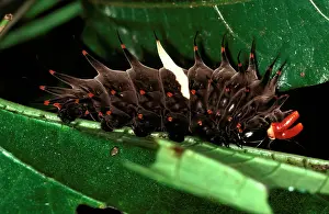 Birdwing: Fully grown larva / Caterpillar of Cairns birdwing