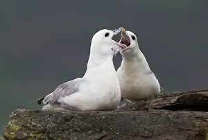 Kisses: Fulmar