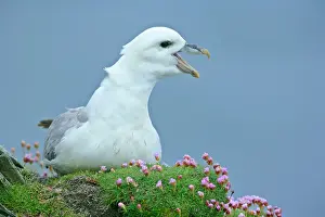 Fulmars: Fulmar - adult sitting on nest crying - in sea thrift