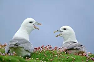 Fulmars: Fulmar - two adults defending their nests - in sea thrift