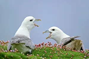 Fulmars: Fulmar - two adults defending their nests - in sea thrift