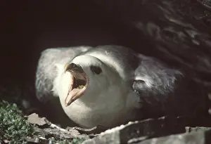 Fulmars: FULMAR - Aggressive reaction to intruder, spitting oil