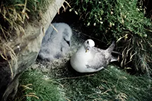 Fulmarus: Fulmar bird and young