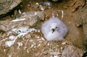 Faeces: FULMAR - chick on cliff edge