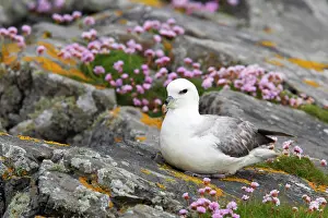 Fulmarus: Fulmar - On cliff top with thrift