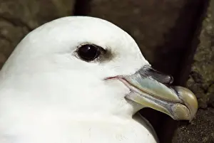 Fulmars: Fulmar - Close up of head