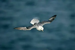 Fulmars: Fulmar - in flight