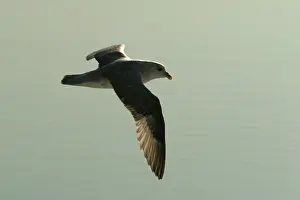 Fulmars: Fulmar - In flight