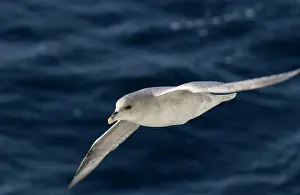 Sophie Gooders: Fulmar - In flight