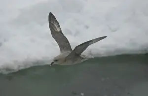 Sophie Gooders: Fulmar - In flight