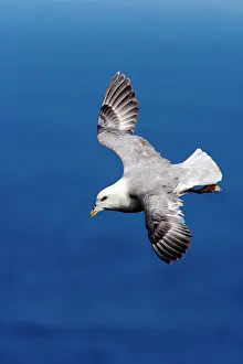 Fulmarus: Fulmar - In flight