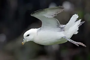 Fulmars: Fulmar - in flight