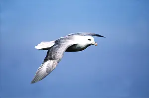 Fulmars: FULMAR - in flight