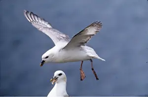 Fulmars: FULMAR - in flight