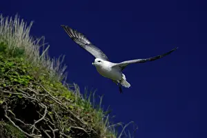 Fulmars: Fulmar - in flight above coastal cliff, against blue sky