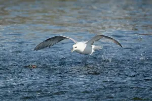 Fulmars: Fulmar - in flight running across water