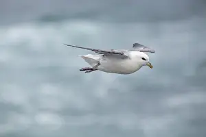 Fulmars: Fulmar - In Flight - Scotland - UK