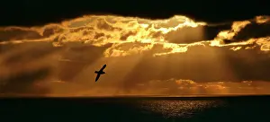 Beams: Fulmar - in flight in front of spectacular lighting