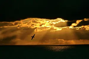 Beams: Fulmar - in flight in front of spectacular lighting