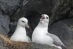 Fulmarus: Fulmar (Fulmarus glacialis) calling at other bi