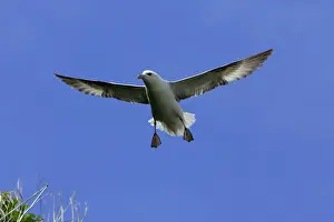Fulmars: Fulmar - hovering in flight against blue sky