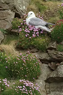 Armeria: Fulmar - nesting on cliff face amongst thrift (Armeria
