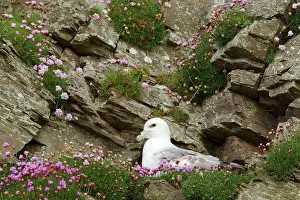 Armeria: Fulmar - nesting on cliff face amongst thrift (Armeria