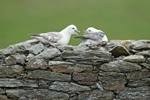 Croft: Fulmar - pair on abandoned croft building