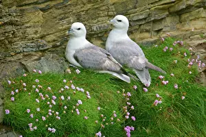 Fulmars: Fulmar - pair of adults sitting on cliff ledge