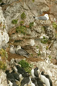 Kittiwakes: Fulmar - pair nesting with Kittiwake on nest and