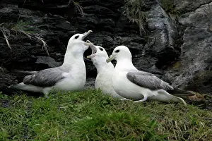 Rival: Fulmar - pair and rival courtship displaying on