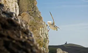 Fulmars: Fulmar Petrel - in flight over the Seven Sisters