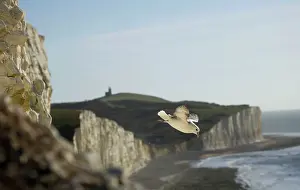 Fulmars: Fulmar Petrel - in flight over the Seven Sisters