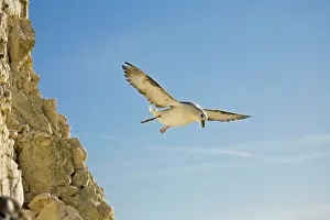 Fulmars: Fulmar Petrel - in flight over the Seven Sisters