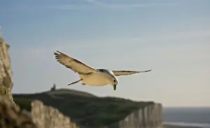 Fulmars: Fulmar Petrel - in flight over the Seven Sisters