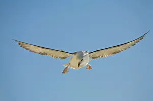 Fulmars: Fulmar Petrel - in flight over the Seven Sisters