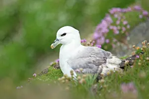 Fulmars: Fulmar - resting on cliffs edge amongst Sea Thrift