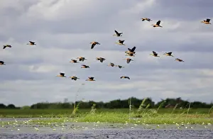 Souther: Fulvous Duck