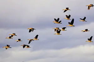 Souther: Fulvous Duck