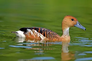 Fulvous: Fulvous Whistling Duck