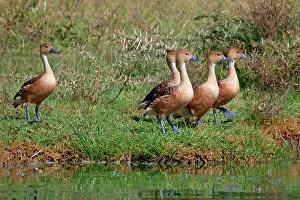 Fulvous: Fulvous Whistling Duck -