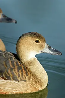 Fulvous: Fulvous Whistling-Duck