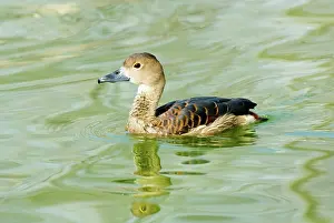 Fulvous: Fulvous Whistling-Duck