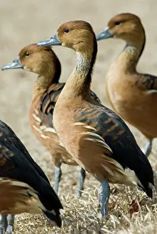 Fulvous: Fulvous Whistling-Ducks