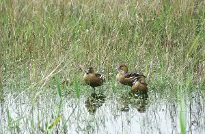 Fulvous: Fulvous Whistling Ducks