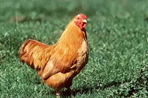Chickens: Fulvous Wyandotte Chicken - Domestic