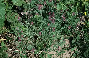 Officinalis: Fumitory Flower