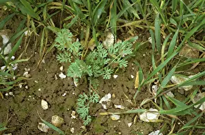 Noxious: Fumitory (Fumaria officinalis)