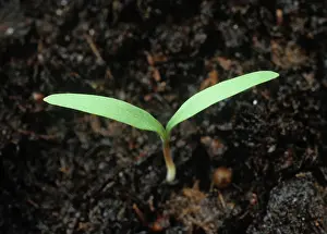 Weed: Fumitory seedling