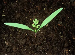 Weed: Fumitory seedling